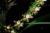 Solenidiopsis tigroides 090308 (70)