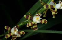 Solenidiopsis tigroides 090308 (71)