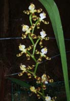 Solenidiopsis tigroides 090308 (72)