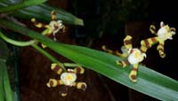 Solenidiopsis tigroides 090308 (73)