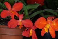 Sophronitis acuensis 090308 (51)