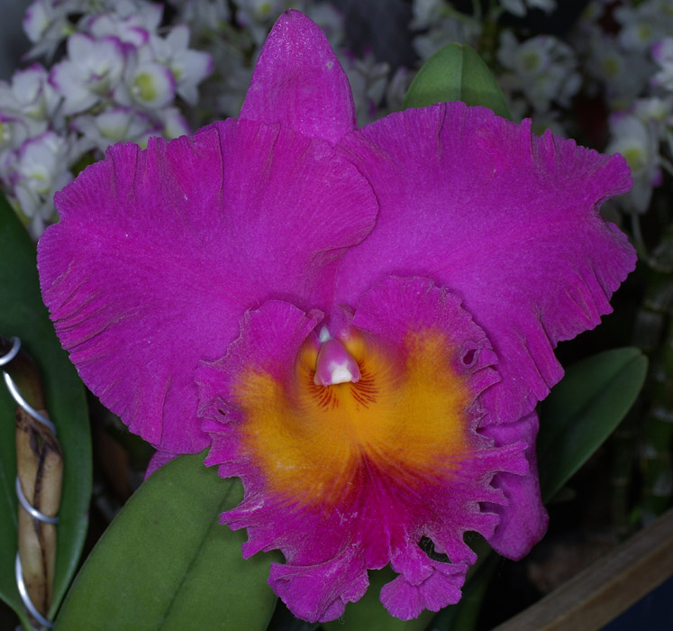 Cattleya hyb 100308 (134)