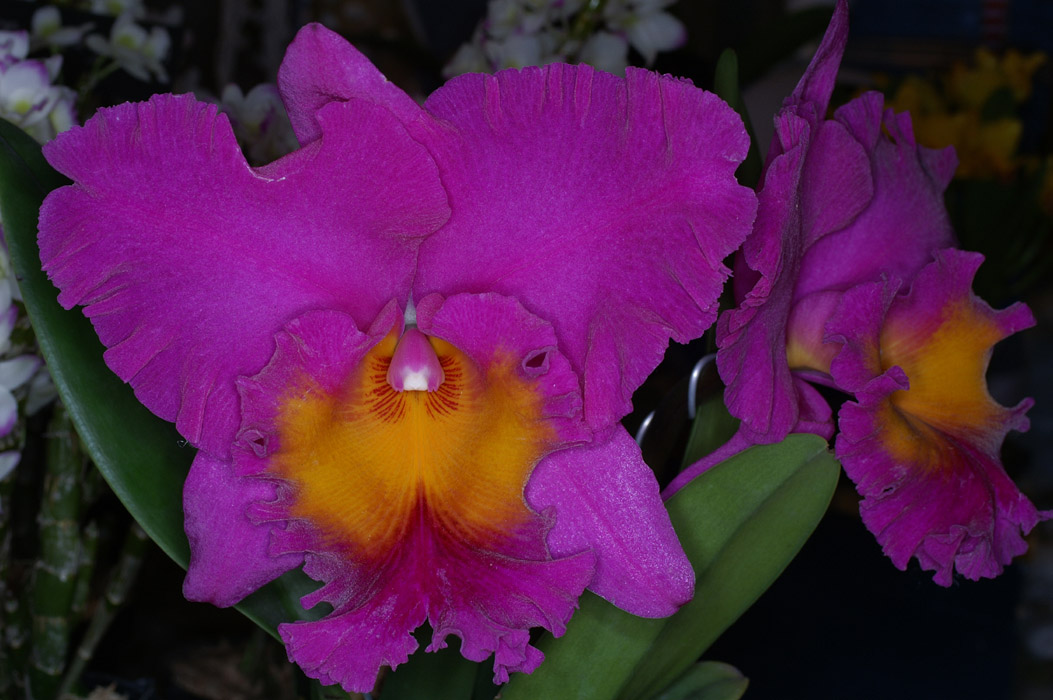 Cattleya hyb 100308 (135)