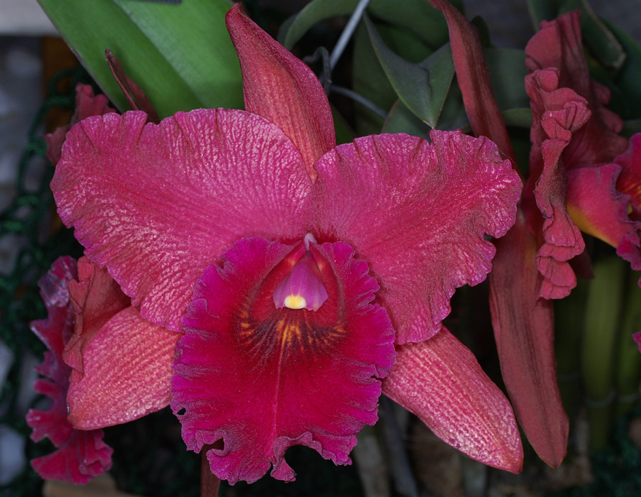 Cattleya hyb 100308 (137)