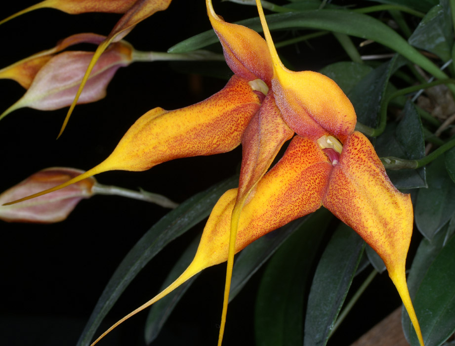 Masdevallia decumana x veitchiana 090308 (236)
