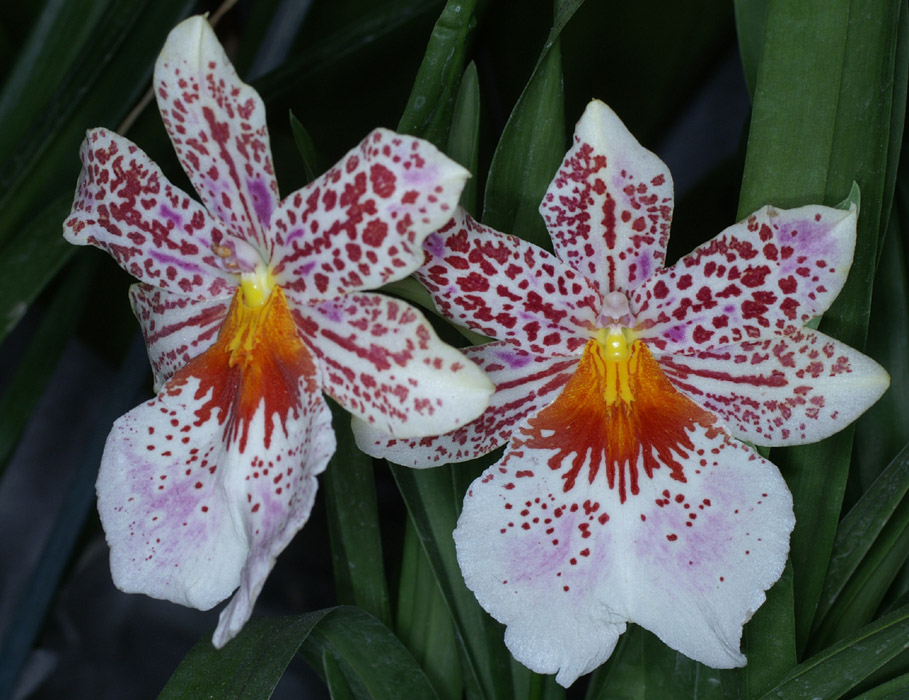 Miltonia hyb 100308 (102)