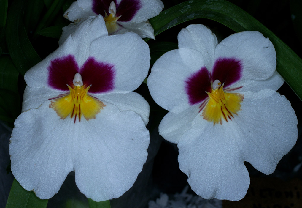 Miltonia hyb 100308 (103)