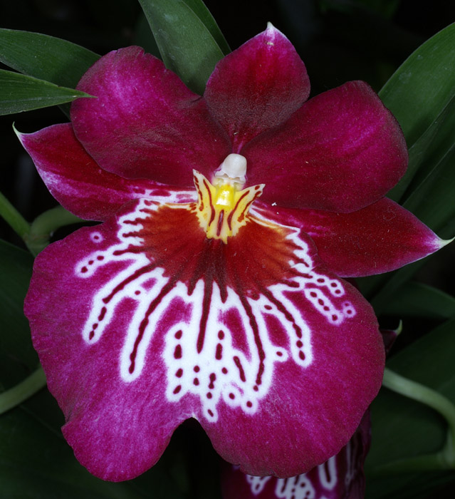 Miltonia hyb 100308 (104)
