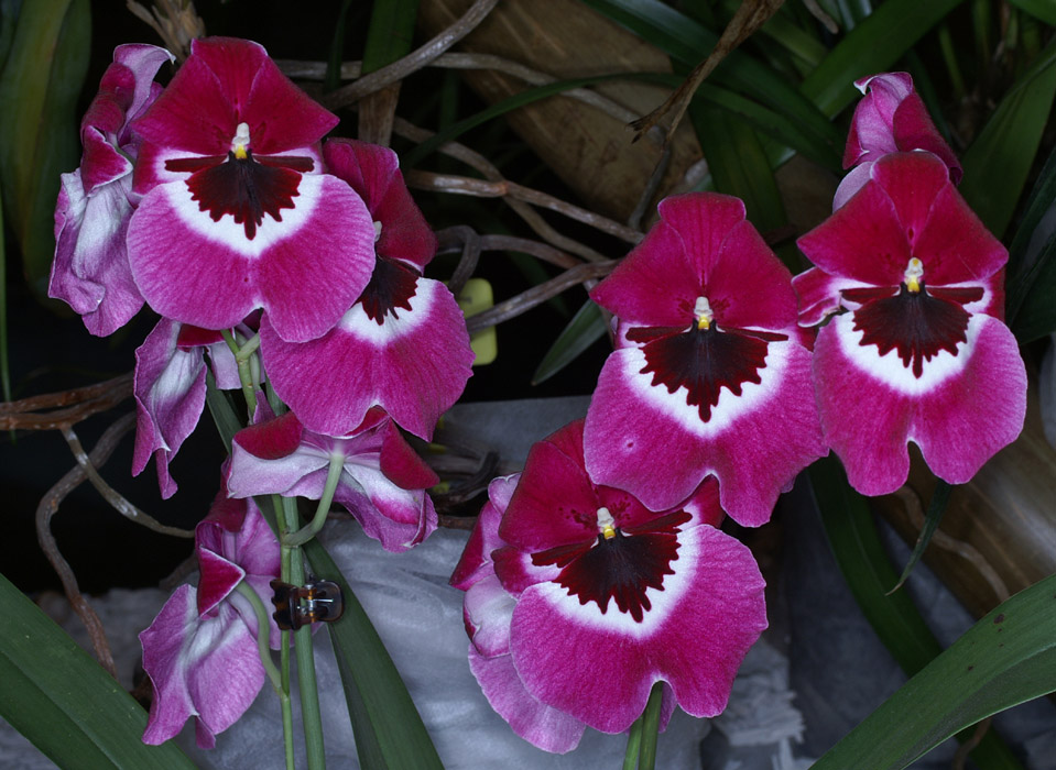 Miltonia hyb 100308 (46)