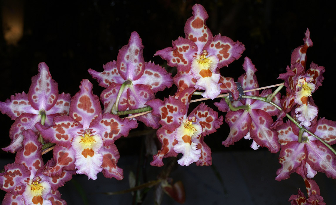 Odontoglossum hyb 090308 (108)