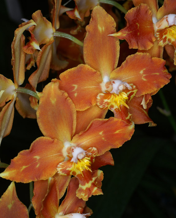 Odontoglossum hyb 090308 (241)