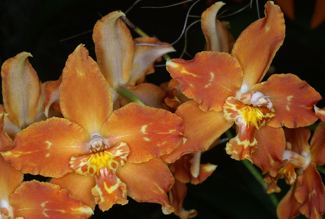 Odontoglossum hyb 090308 (242)