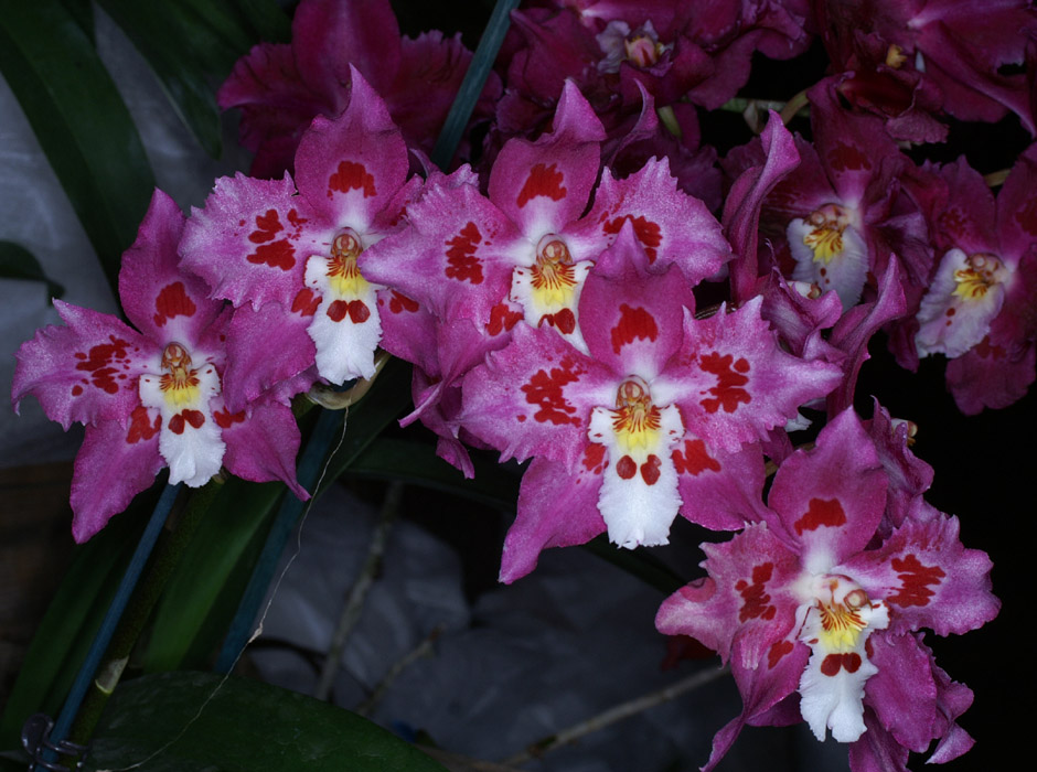 Odontoglossum hyb 090308 (356)