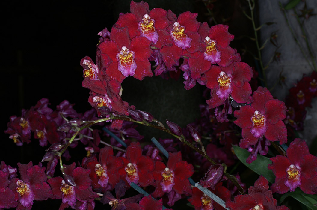 Odontoglossum hyb 090308 (357)