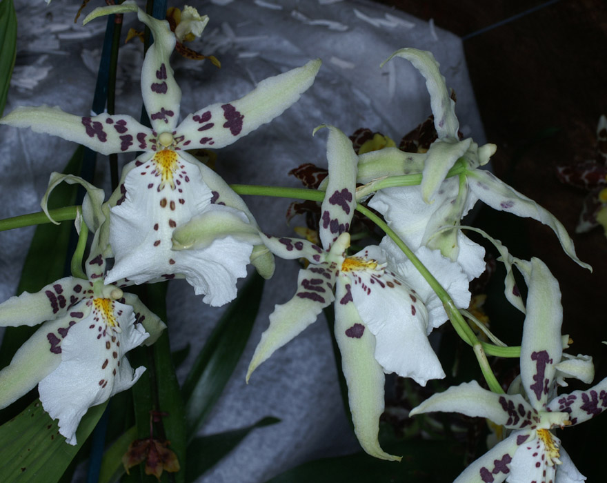 Odontoglossum hyb 100308 (104)