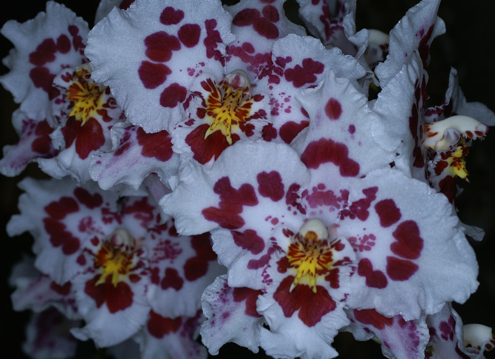 Odontoglossum hyb 100308 (105)