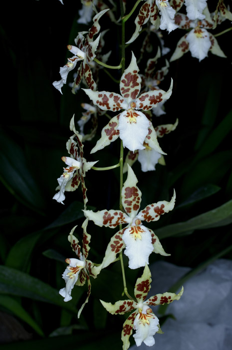 Odontoglossum hyb 100308 (106)