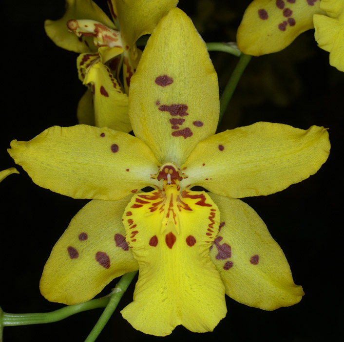 Odontoglossum hyb 100308 (143)