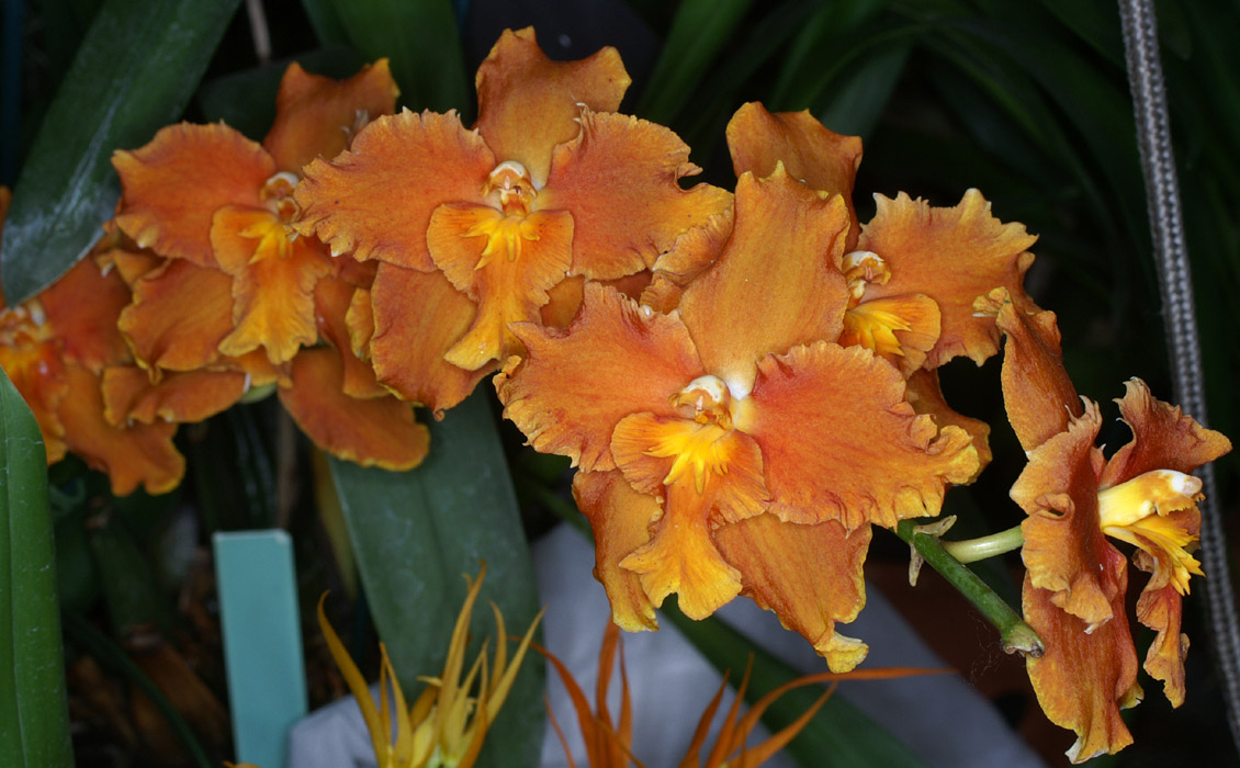 Odontoglossum hyb 100308 (69)