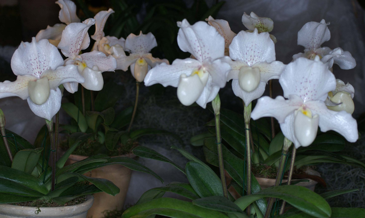 http://www.orchid-nord.com/proch_exp/Expo_Vaucelles_hybrides_0308/images/Paphiopedilum%20Rosy%20Dawn%20090308%20(220).jpg