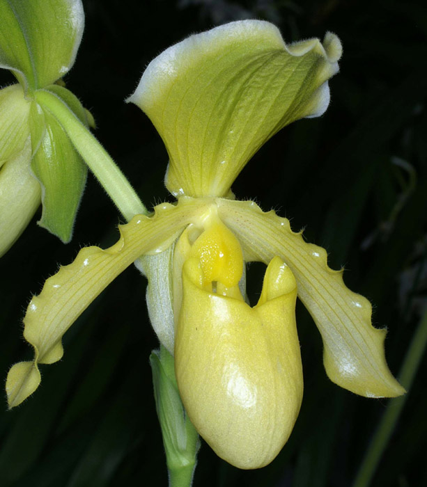 Paphiopedilum Yvonne Veyret 090308 (211)