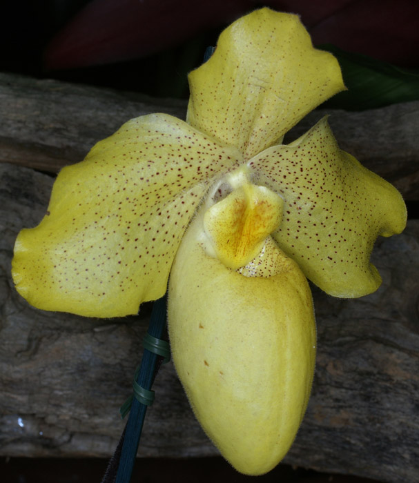 Paphiopedilum concolor x armeniacum 090308 (95)