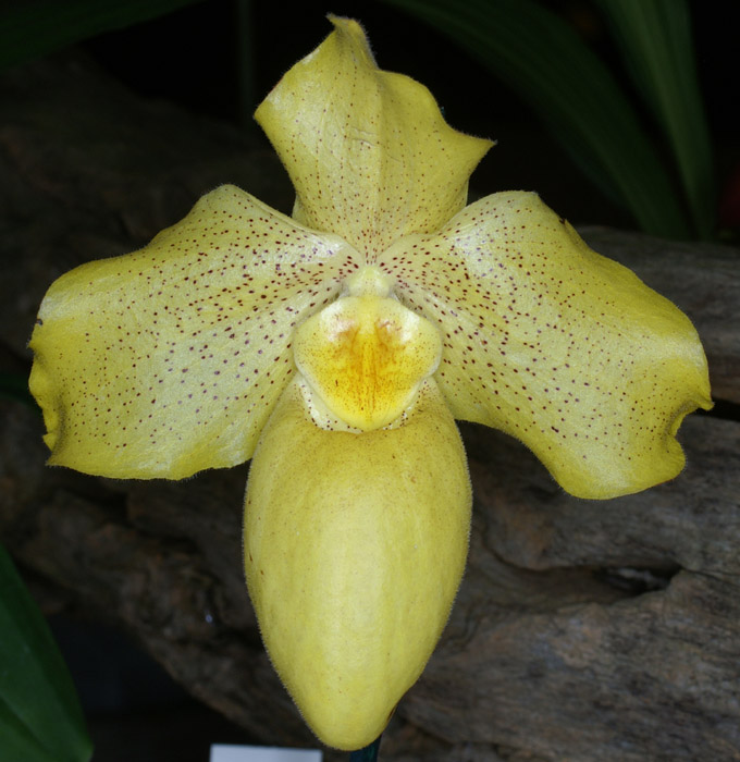 Paphiopedilum concolor x armeniacum 090308 (96)