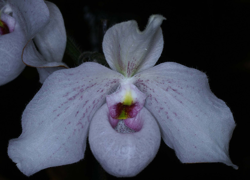 Paphiopedilum delenatii x jackii 100308 (156)