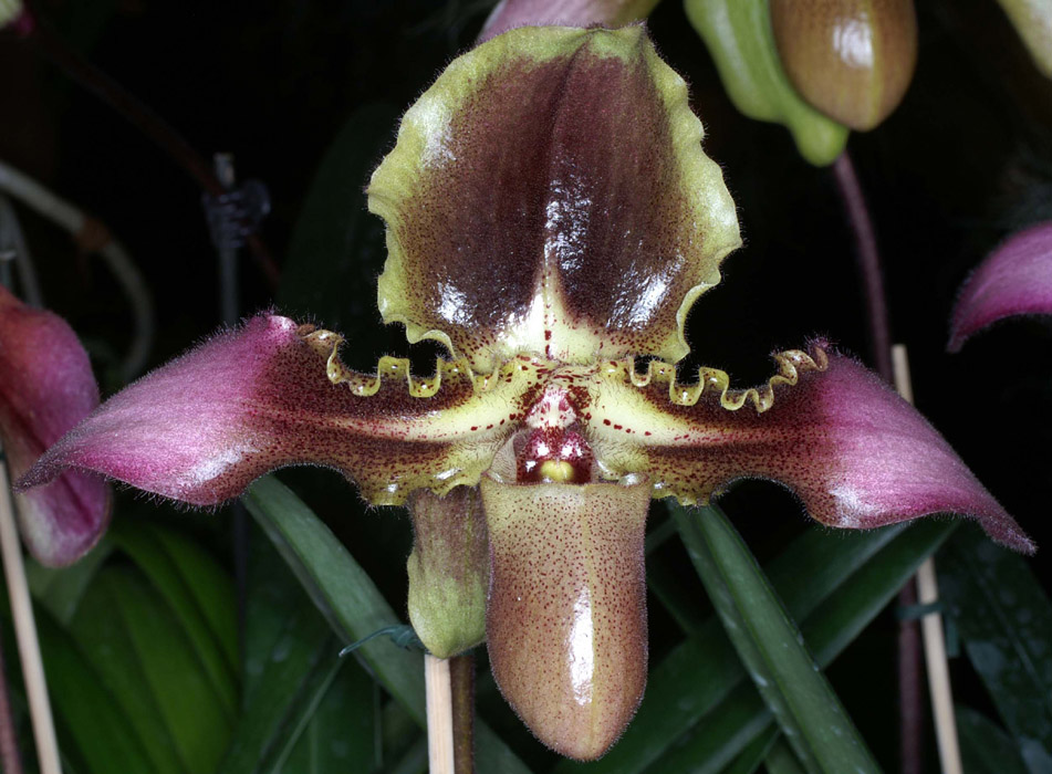 Paphiopedilum hirsutissimum x Bidborough 090308 (134)