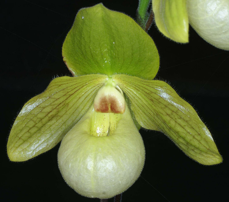 Paphiopedilum malipoense x primulinum 090308 (101)