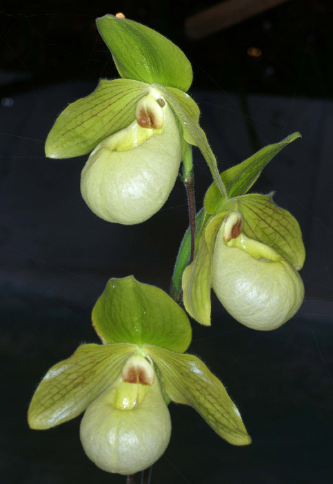 Paphiopedilum malipoense x primulinum 100308 (149)