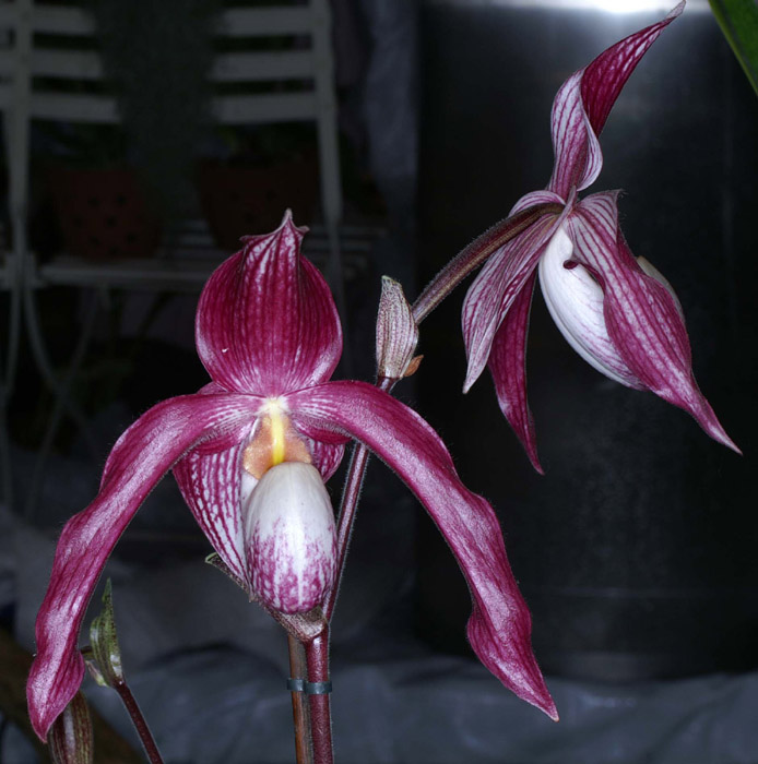 Paphiopedilum rothschildianum x vietnamense 090308 (227)