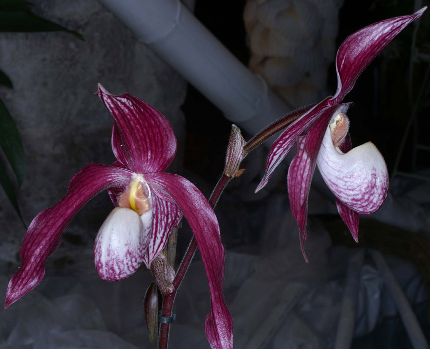 Paphiopedilum rotschildianum  x vietnamense 100308 (56)