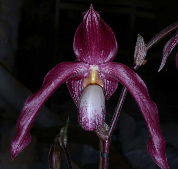 Paphiopedilum rotschildianum  x vietnamense 100308 (57)