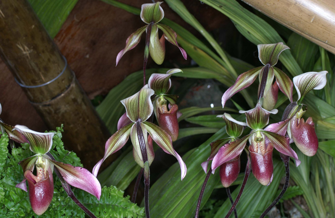 Paphiopedilum wolterianum x curtisii 090308 (350)