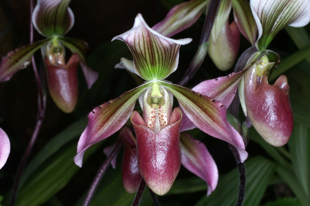 Paphiopedilum wolterianum x curtisii 090308 (351)
