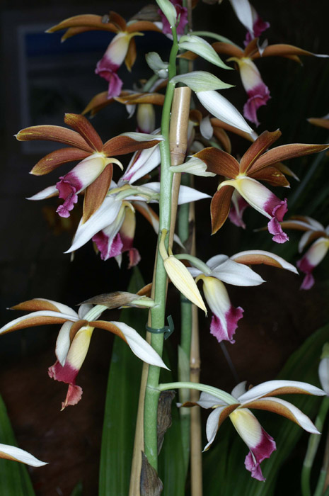 Phaius hyb 090308 (247)