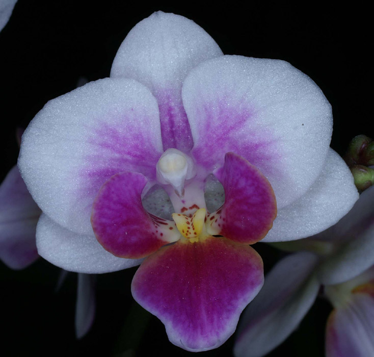 Phalaenopsis hyb 090308 (198)