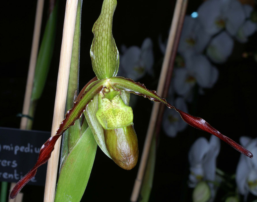 Phragmipedium sorcerer's Apprentice 100308 (11)