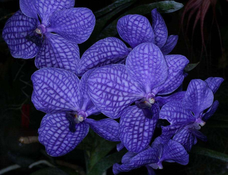 Vanda hyb 100308 (110)