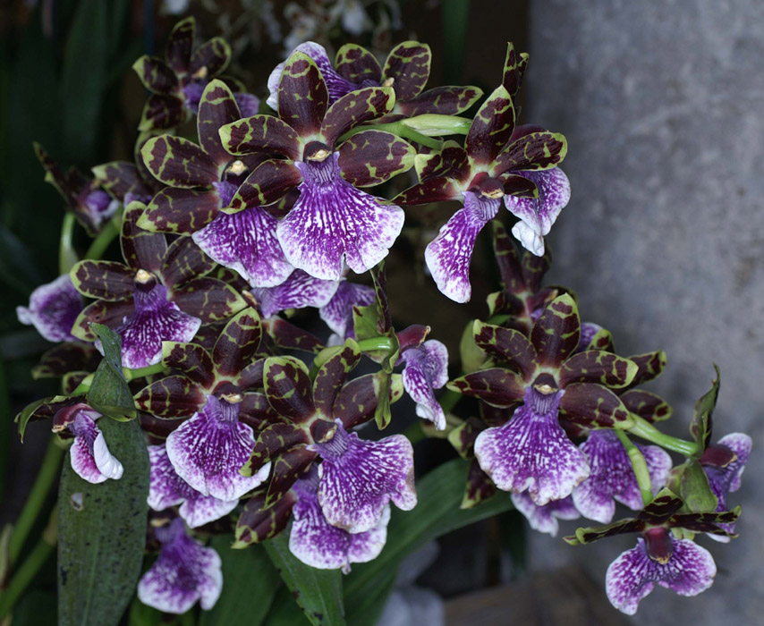 Zygopetalum hyb 100308 (144)