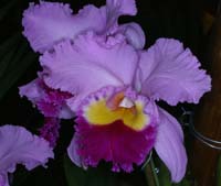 Cattleya hyb 100308 (130)