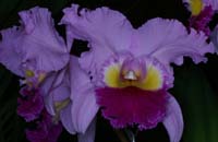 Cattleya hyb 100308 (131)