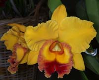 Cattleya hyb 100308 (132)