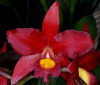 Cattleya hyb 100308 (133)