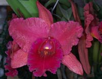 Cattleya hyb 100308 (137)