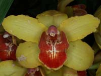 Cymbidium hyb 100308 (122)