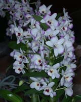 Dendrobium hyb 090308 (366)