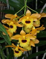 Dendrobium hyb 100308 (116)