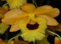 Dendrobium hyb 100308 (117)